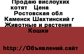 Продаю вислоухих котят › Цена ­ 2 500 - Ростовская обл., Каменск-Шахтинский г. Животные и растения » Кошки   